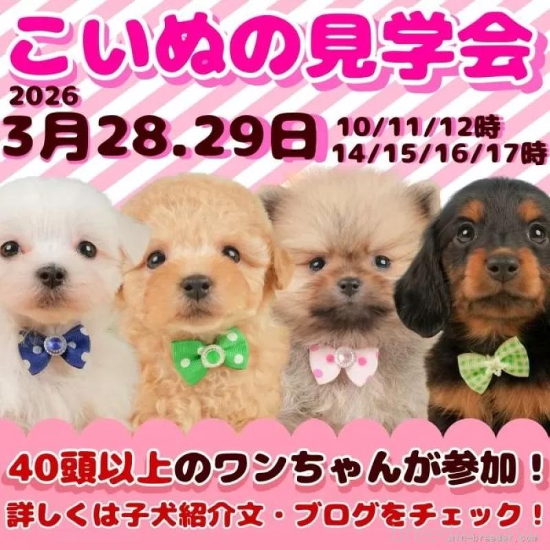 販売中の静岡県のチワズー:チワワ×シーズー-454290の3枚目