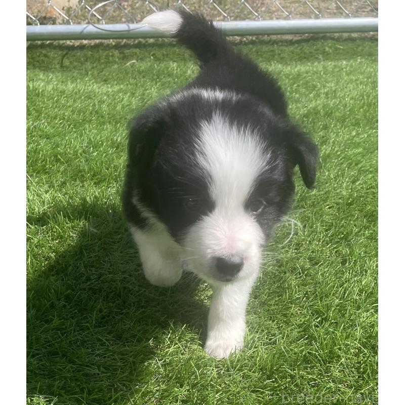 販売中の茨城県のボーダーコリー-454292の6枚目