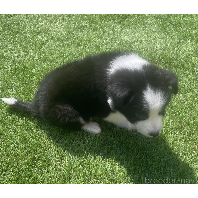 販売中の茨城県のボーダーコリー-454292の4枚目