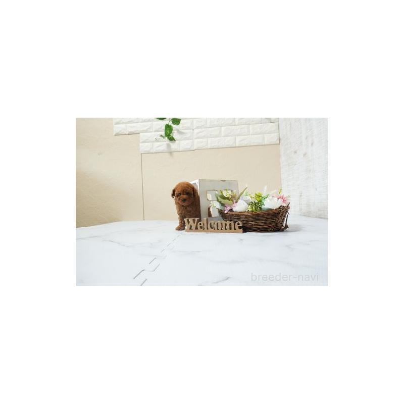 販売中の滋賀県のタイニープードル-453720の4枚目