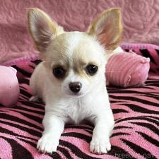 ♀︎チワワ(ロングコート)