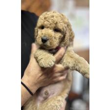 ♀︎ラブラドゥードル:ラブラドールレトリーバー×プードル