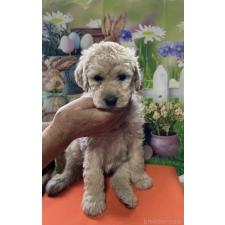 ♀︎ラブラドゥードル:ラブラドールレトリーバー×プードル