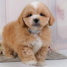 ♀︎ミックス犬