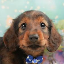 ♀︎ミニチュアダックスフンド(ロングヘアード)