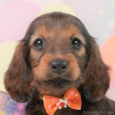 オンライン見学