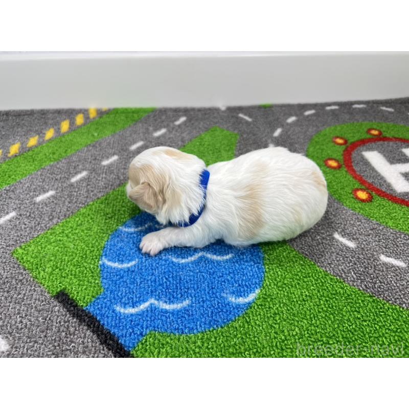 販売中の愛知県のチワマル:チワワ×マルチーズ-454294の6枚目