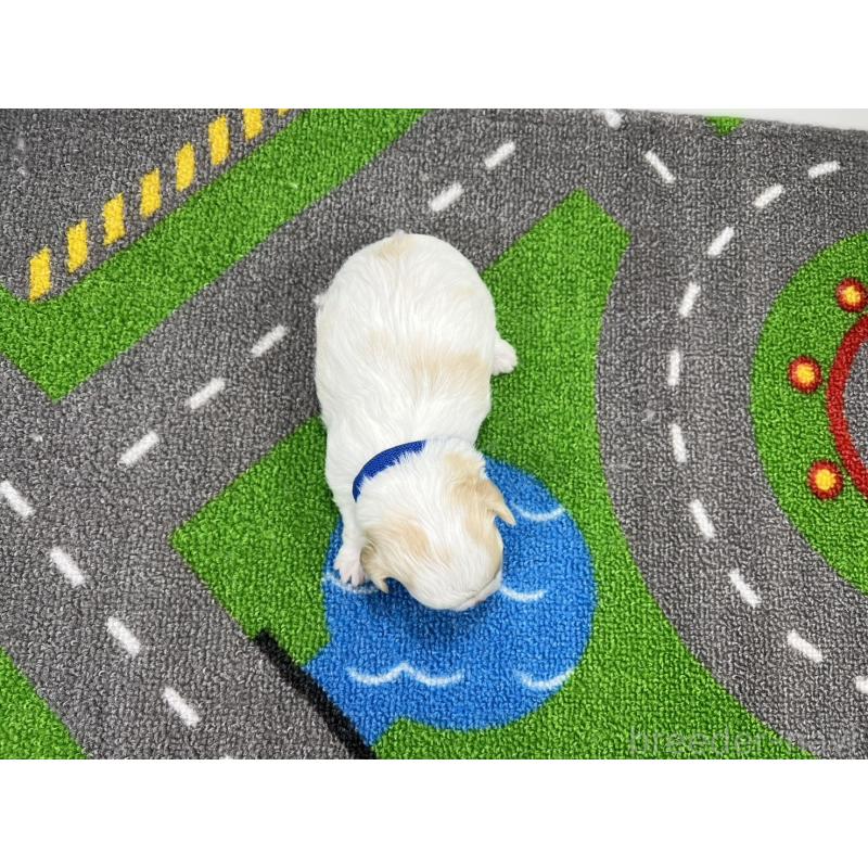 販売中の愛知県のチワマル:チワワ×マルチーズ-454294の5枚目