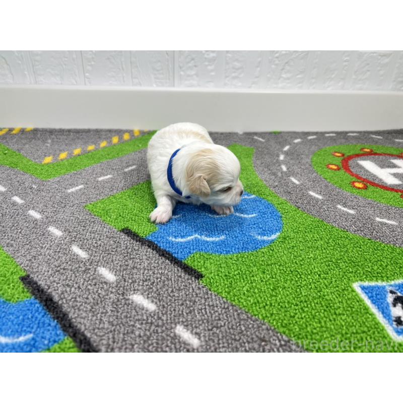 販売中の愛知県のチワマル:チワワ×マルチーズ-454294の4枚目