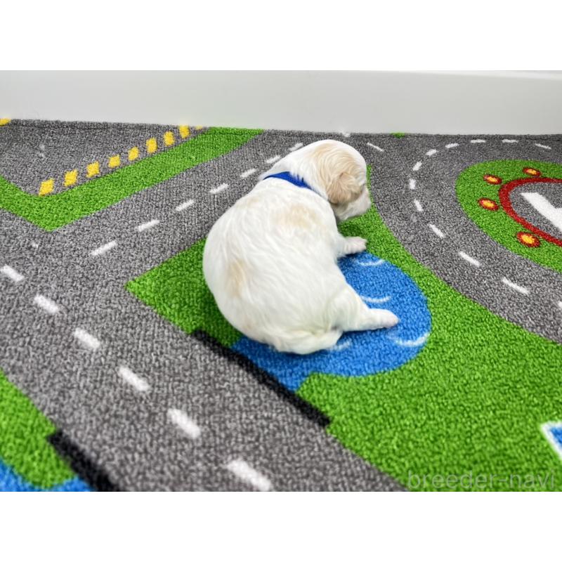 販売中の愛知県のチワマル:チワワ×マルチーズ-454294の3枚目