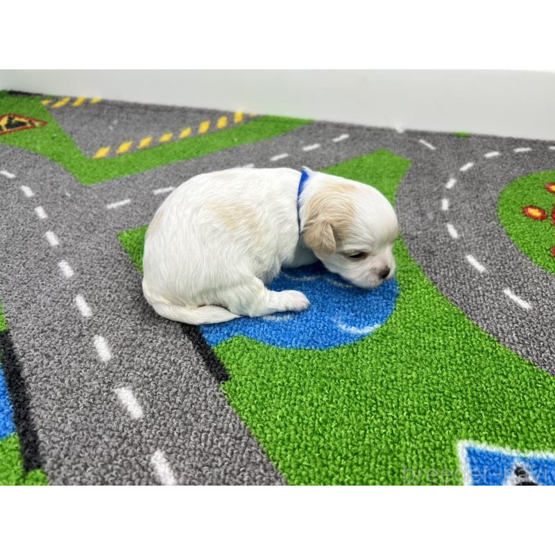 販売中の愛知県のチワマル:チワワ×マルチーズ-454294の2枚目