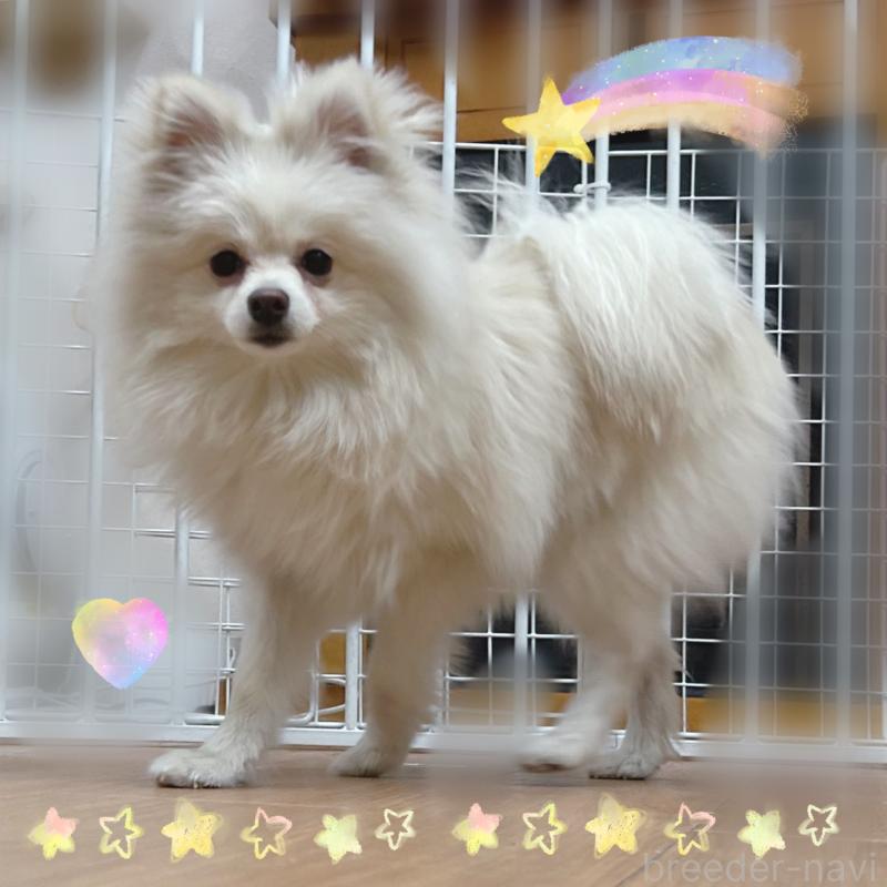 販売中の東京都のポメチワ:ポメラニアン×チワワ-408120