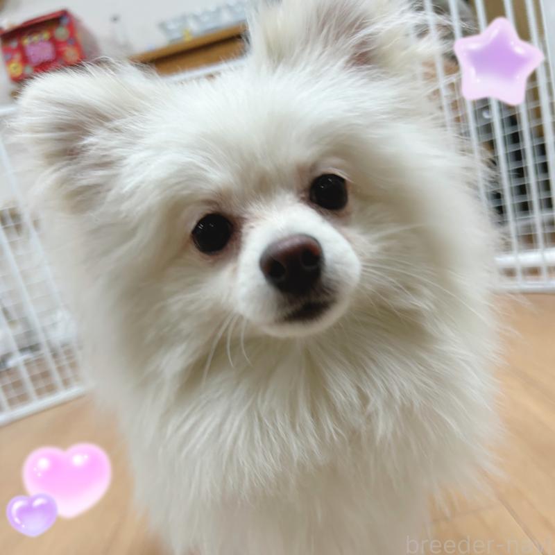 販売中の東京都のポメチワ:ポメラニアン×チワワ-408120の5枚目