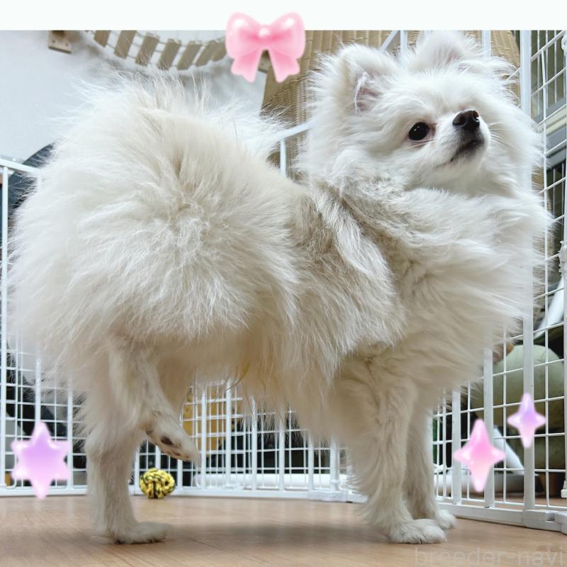 販売中の東京都のポメチワ:ポメラニアン×チワワ-408120の4枚目