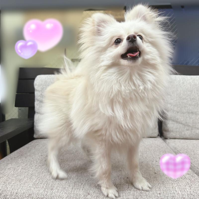 販売中の東京都のポメチワ:ポメラニアン×チワワ-408120の3枚目