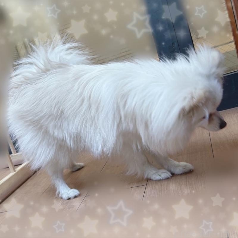 販売中の東京都のポメチワ:ポメラニアン×チワワ-408120の2枚目