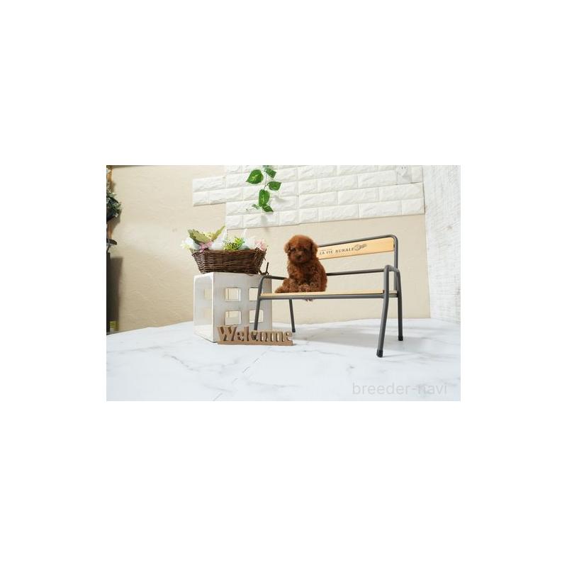 販売中の滋賀県のタイニープードル-453721の3枚目