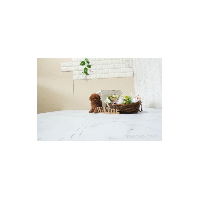 販売中の滋賀県のタイニープードル-453721の2枚目