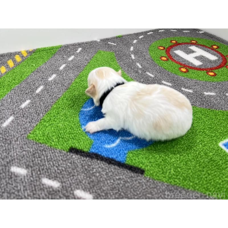 販売中の愛知県のチワマル:チワワ×マルチーズ-454296の6枚目