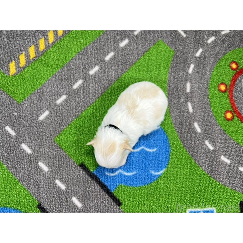 販売中の愛知県のチワマル:チワワ×マルチーズ-454296の5枚目