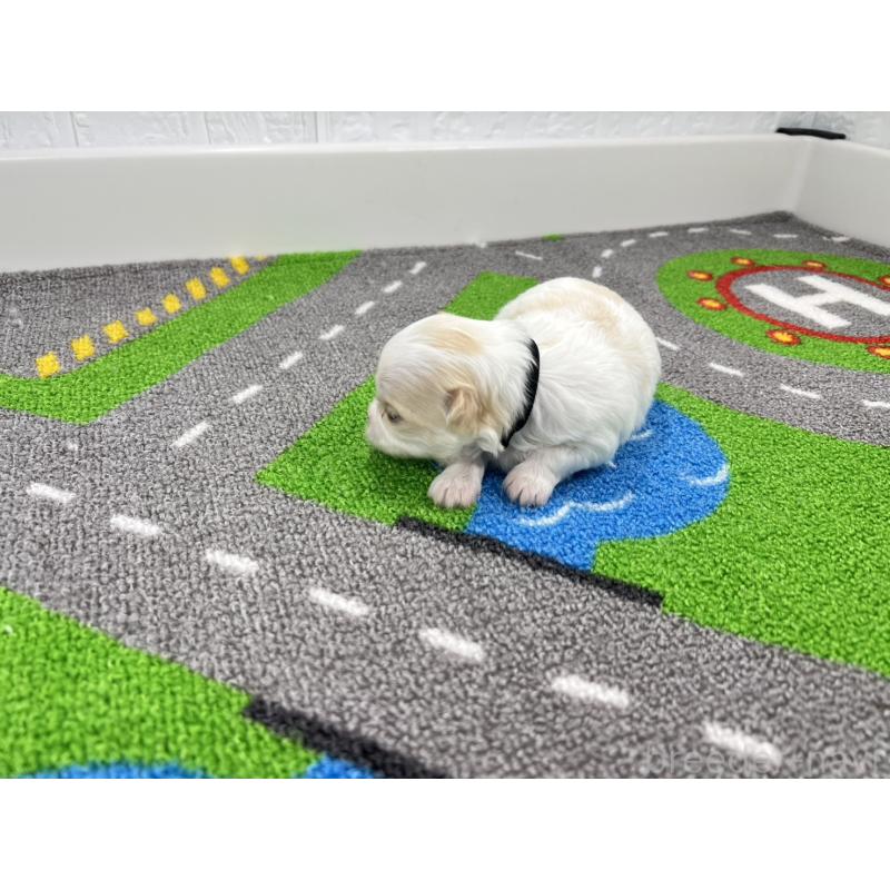 販売中の愛知県のチワマル:チワワ×マルチーズ-454296の4枚目