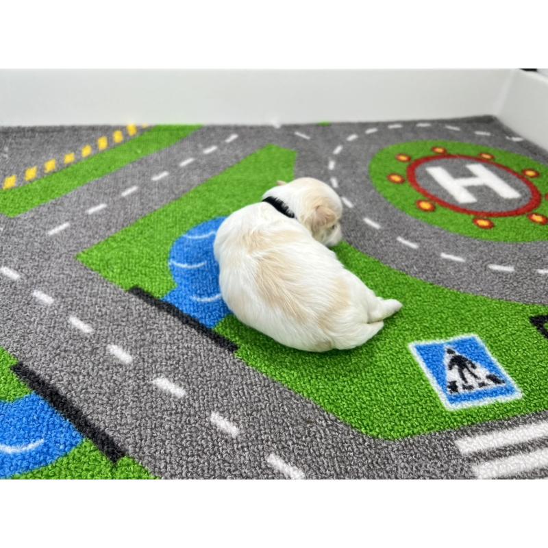 販売中の愛知県のチワマル:チワワ×マルチーズ-454296の3枚目