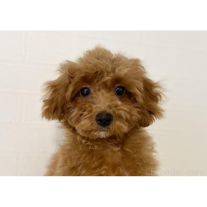 商談中の静岡県のトイプードル-454297の3枚目