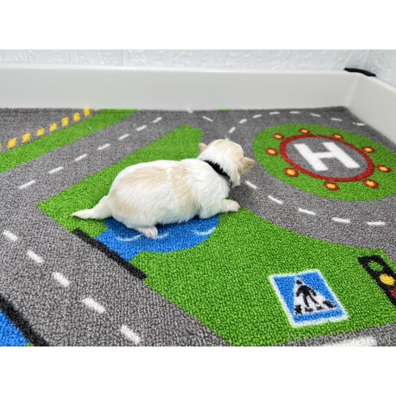 販売中の愛知県のチワマル:チワワ×マルチーズ-454296の2枚目