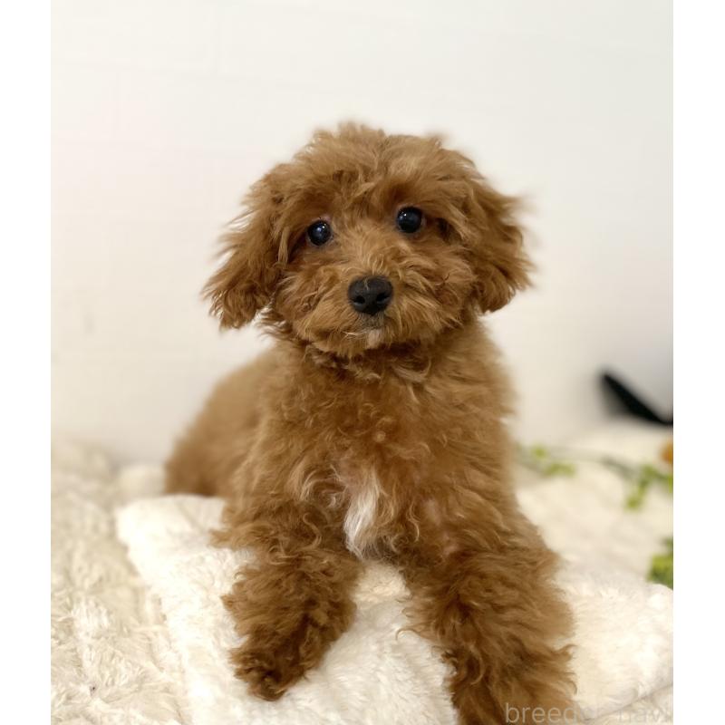 商談中の静岡県のトイプードル-454297の2枚目