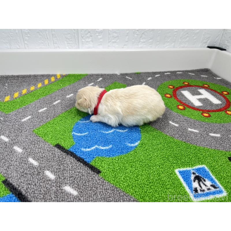 販売中の愛知県のチワマル:チワワ×マルチーズ-454298の6枚目