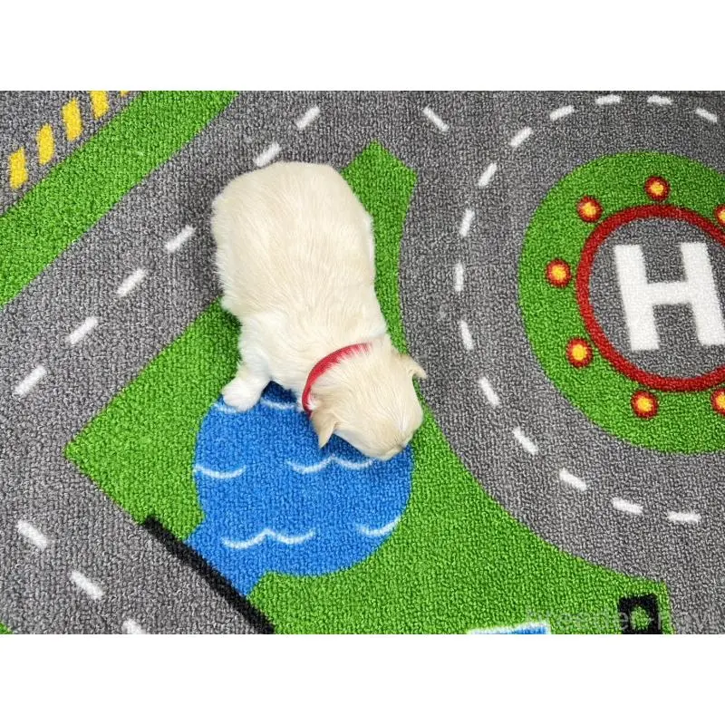 販売中の愛知県のチワマル:チワワ×マルチーズ-454298の5枚目