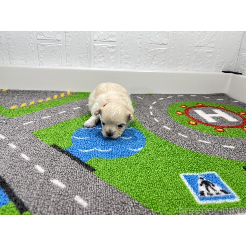 販売中の愛知県のチワマル:チワワ×マルチーズ-454298の4枚目