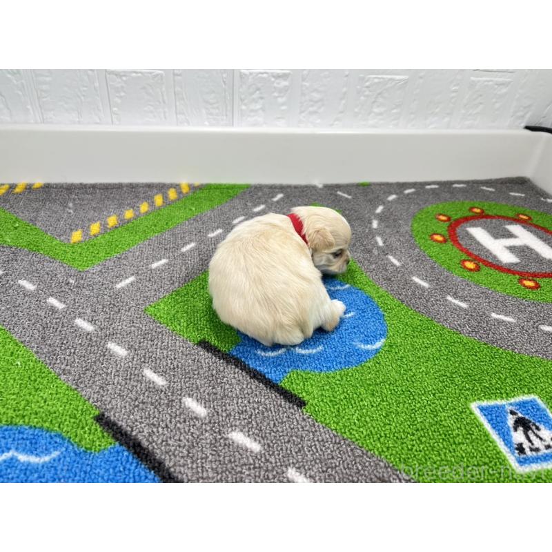 販売中の愛知県のチワマル:チワワ×マルチーズ-454298の3枚目