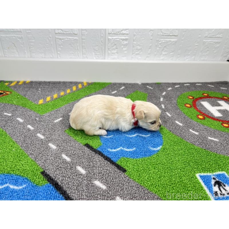 販売中の愛知県のチワマル:チワワ×マルチーズ-454298の2枚目