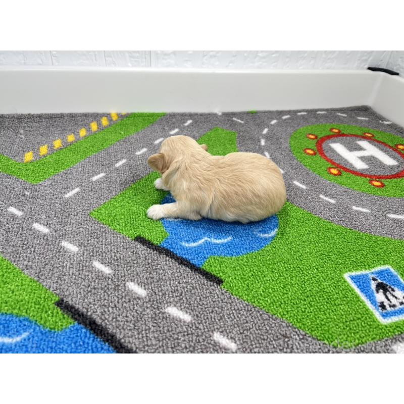 販売中の愛知県のチワマル:チワワ×マルチーズ-454299の6枚目