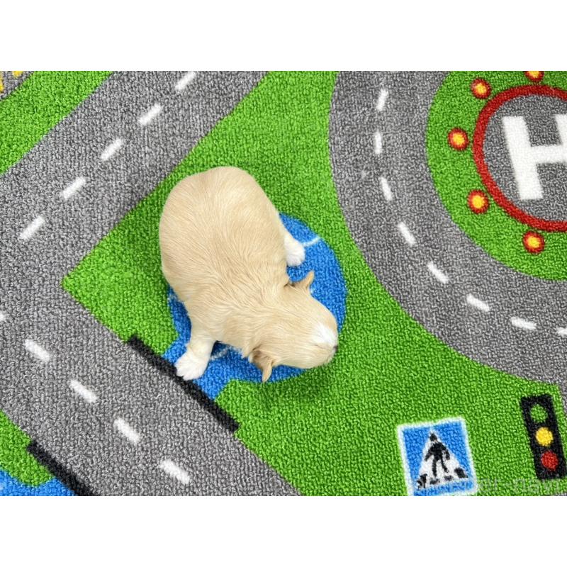 販売中の愛知県のチワマル:チワワ×マルチーズ-454299の5枚目