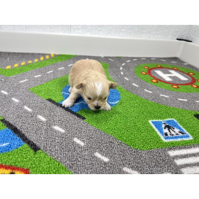 販売中の愛知県のチワマル:チワワ×マルチーズ-454299の4枚目