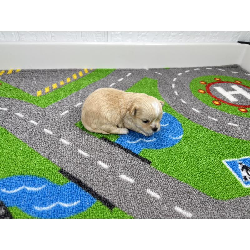 販売中の愛知県のチワマル:チワワ×マルチーズ-454299の2枚目