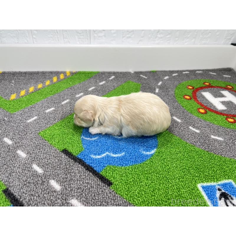 販売中の愛知県のチワマル:チワワ×マルチーズ-454300の6枚目