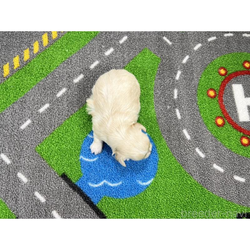 販売中の愛知県のチワマル:チワワ×マルチーズ-454300の5枚目