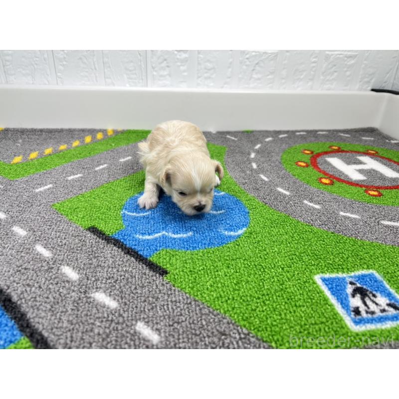 販売中の愛知県のチワマル:チワワ×マルチーズ-454300の4枚目