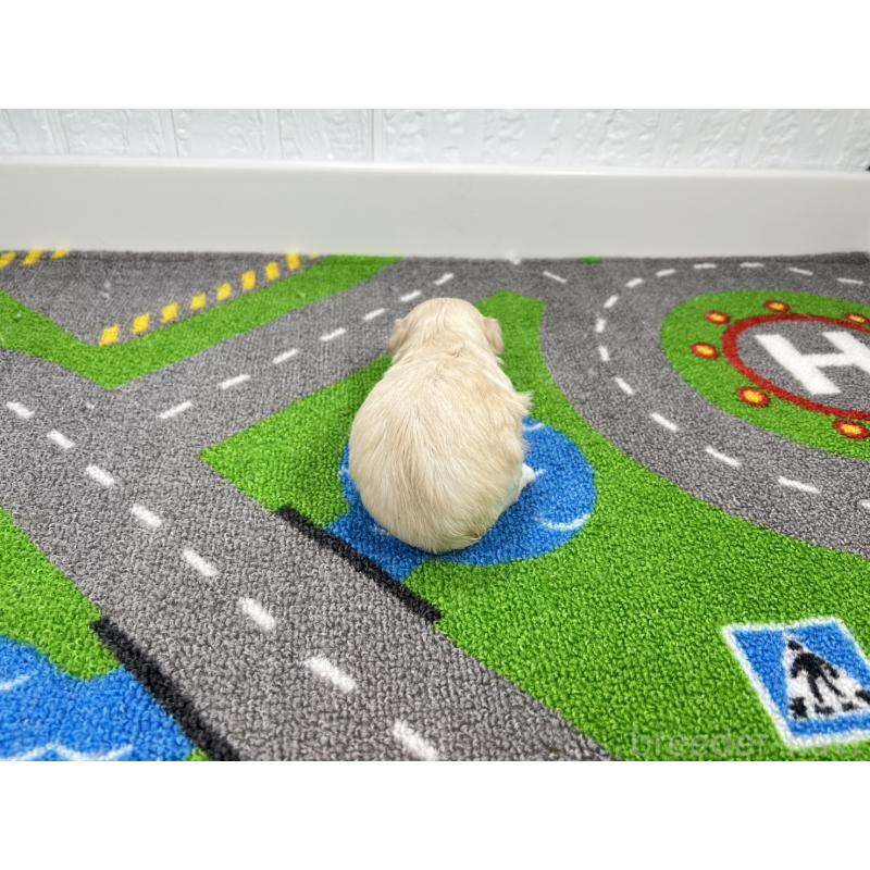 販売中の愛知県のチワマル:チワワ×マルチーズ-454300の3枚目