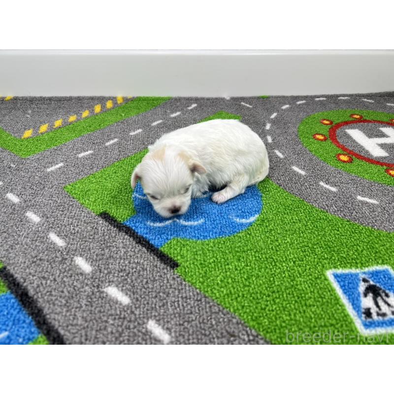 販売中の愛知県のチワマル:チワワ×マルチーズ-454301の6枚目