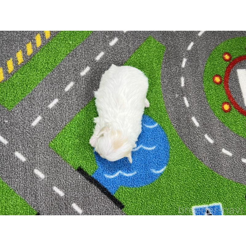 販売中の愛知県のチワマル:チワワ×マルチーズ-454301の5枚目