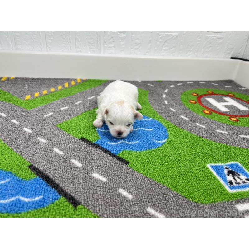 販売中の愛知県のチワマル:チワワ×マルチーズ-454301の4枚目