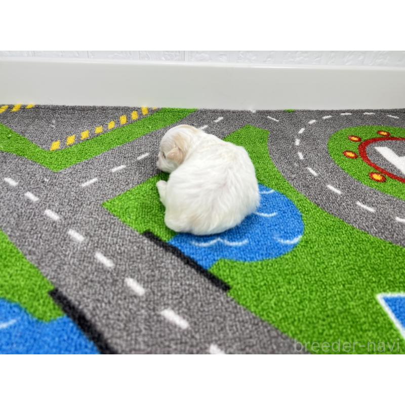 販売中の愛知県のチワマル:チワワ×マルチーズ-454301の3枚目