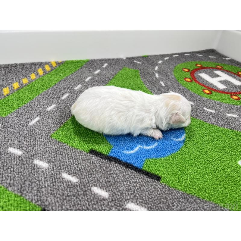 販売中の愛知県のチワマル:チワワ×マルチーズ-454301の2枚目