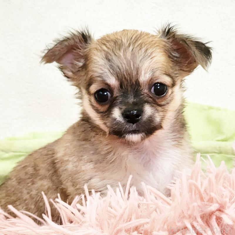 販売中の大阪府のチワワ(ロングコート)-454302の6枚目