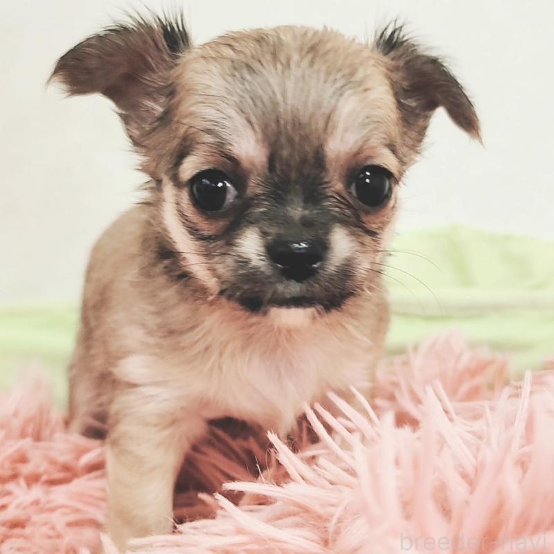 販売中の大阪府のチワワ(ロングコート)-454302の4枚目