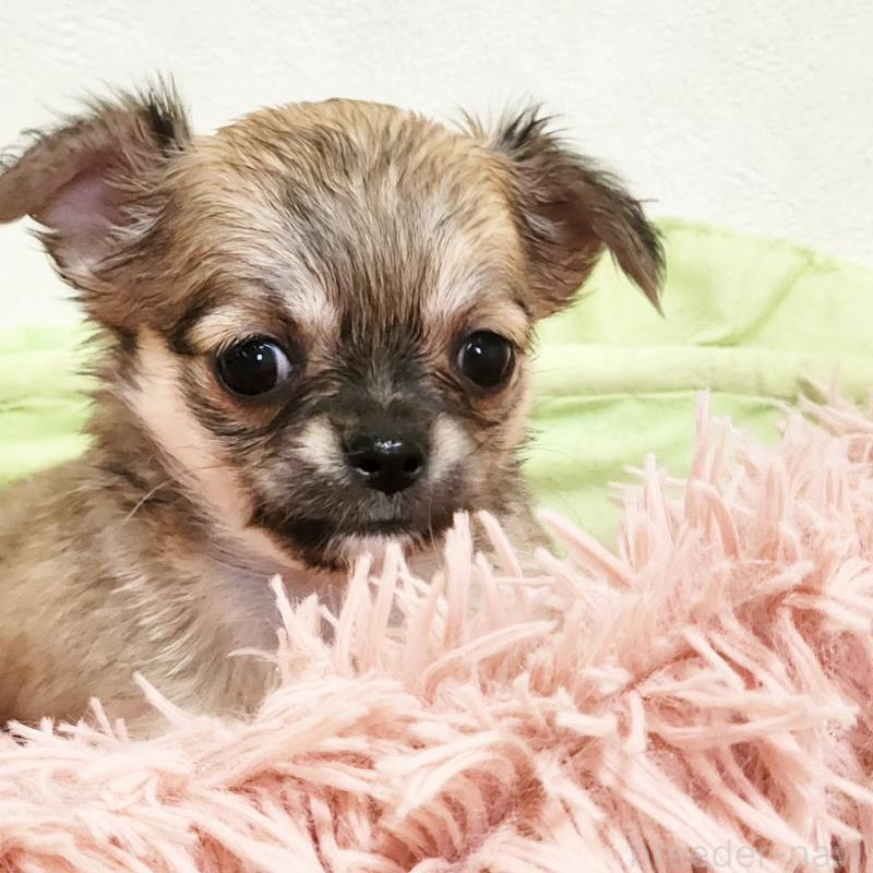 販売中の大阪府のチワワ(ロングコート)-454302の5枚目